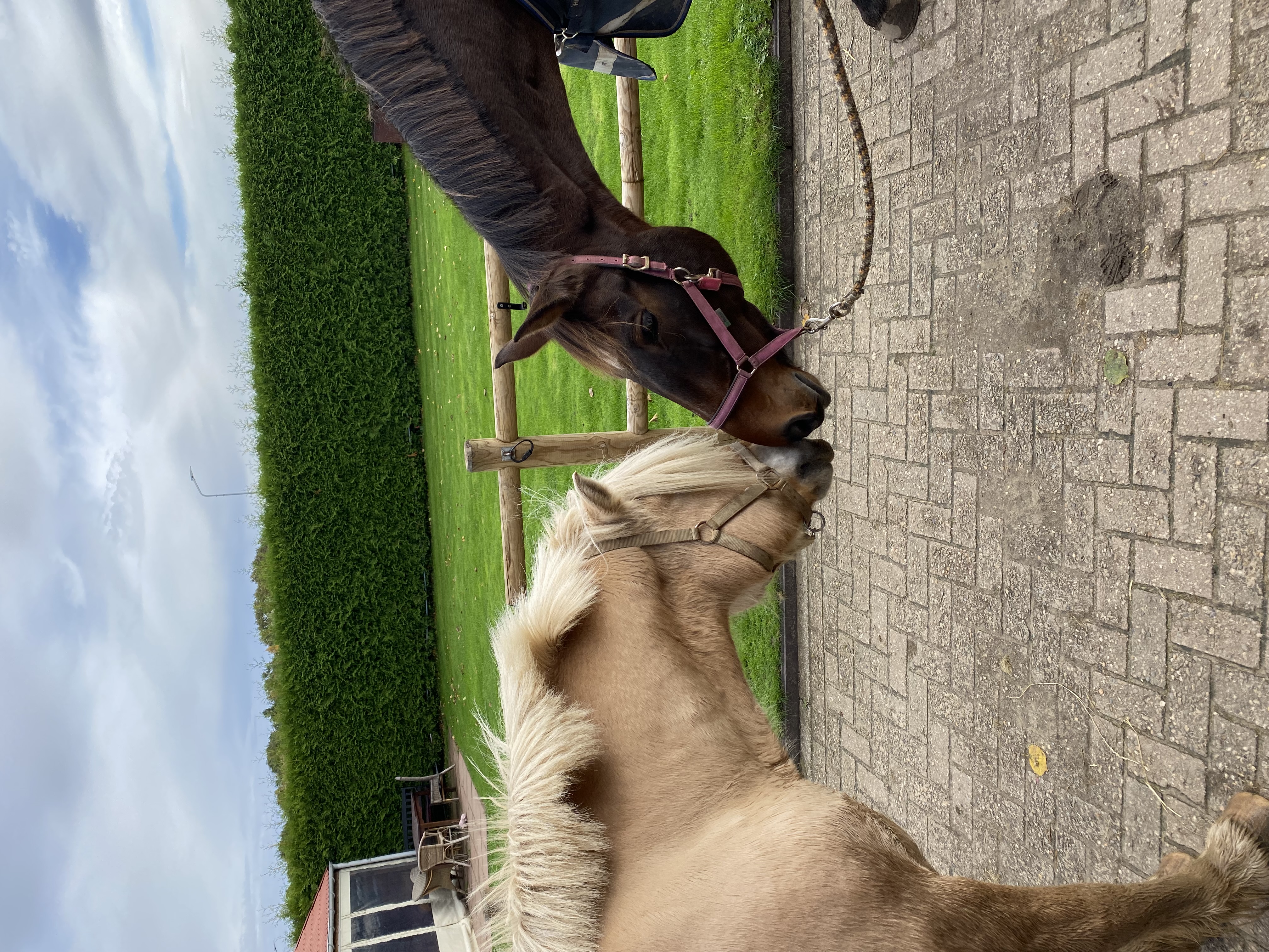 Vrijwilligster gevraagd