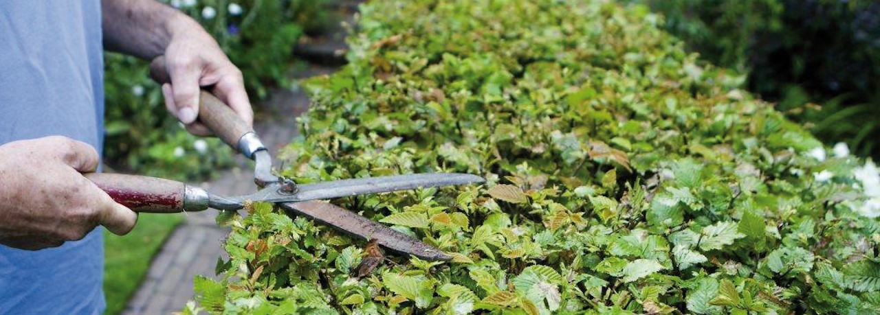 onderhoud groen rondom pand