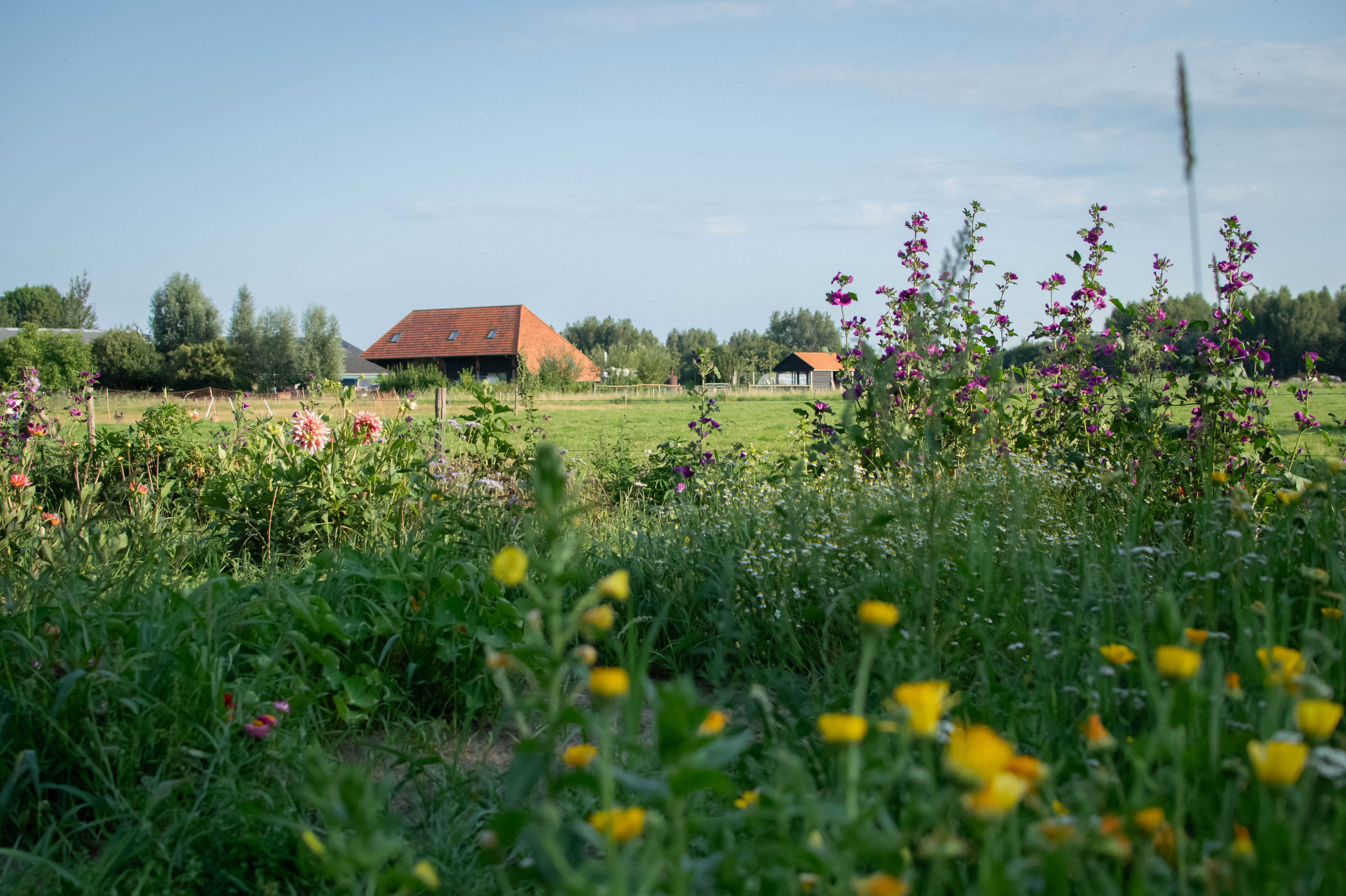 Vrijwilliger vervoer
